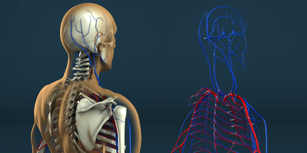 Anatomía de cabeza y cuello - Anatomía humana