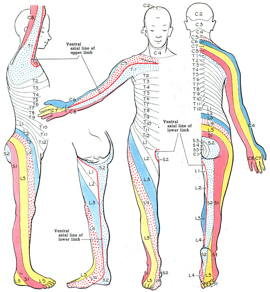 anatomía de la espalda - División anatómica de la espalda