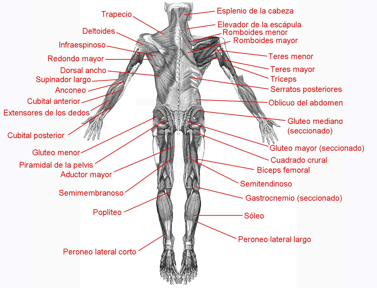 anatomía de la espalda: músculos-posterior